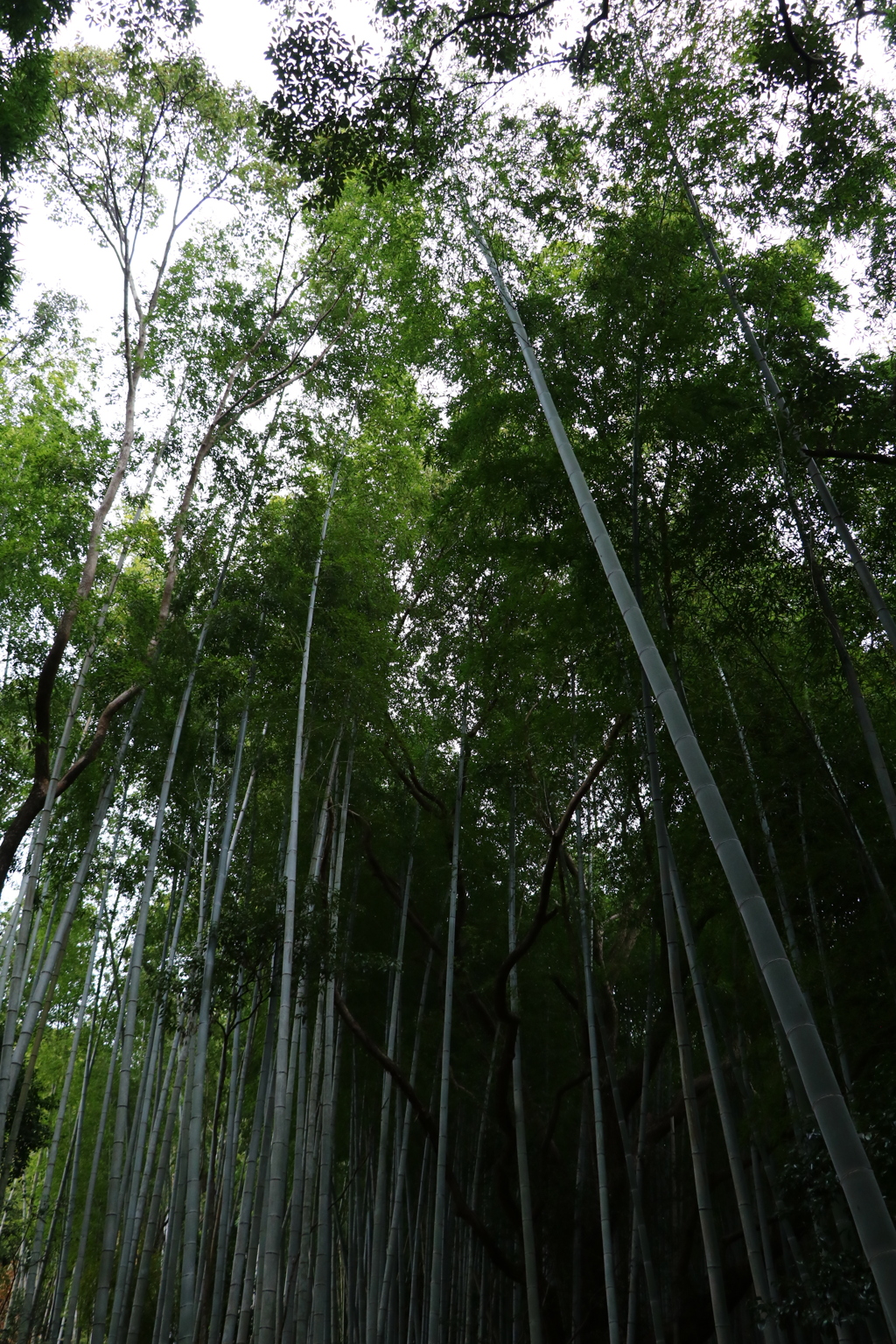 竹林