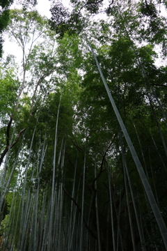 竹林