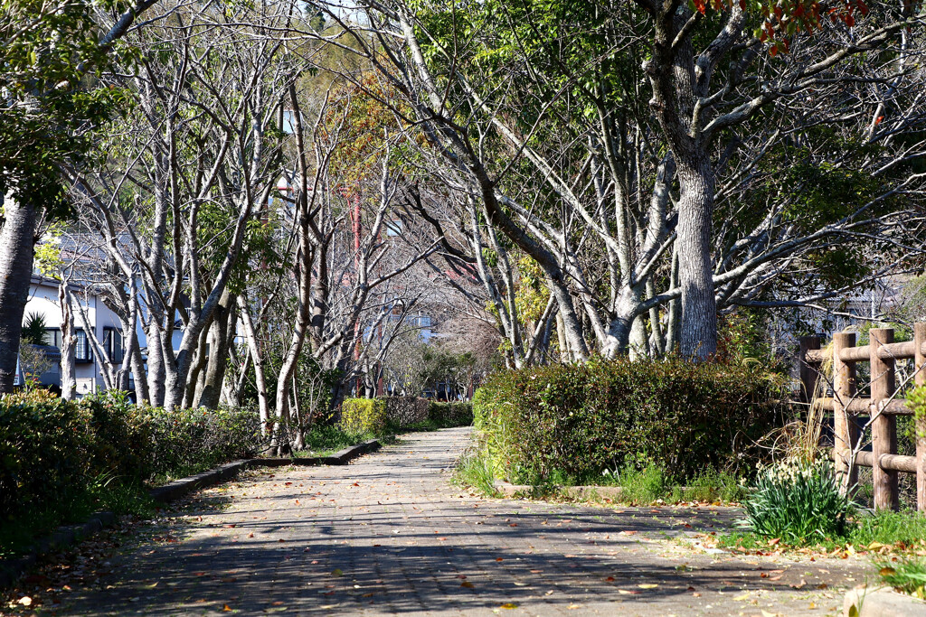 散歩道