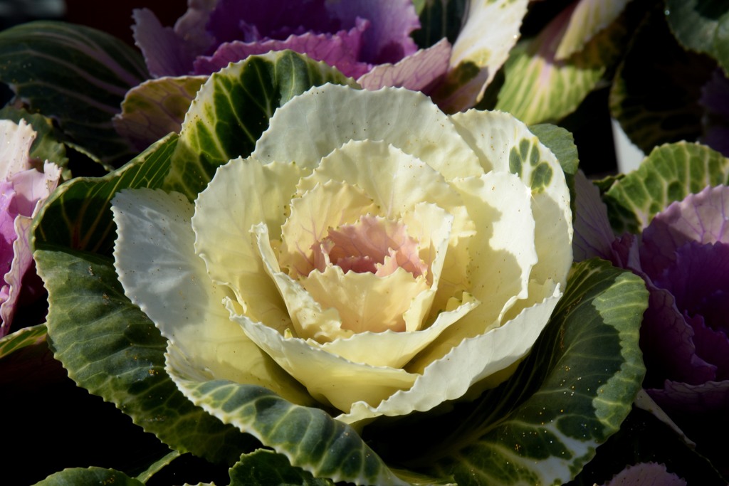 花
