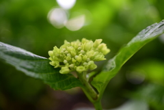 紫陽花