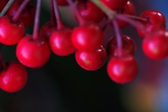花　？
