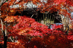 平林寺紅葉