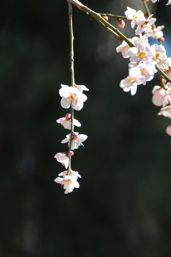 梅の花ダイビング