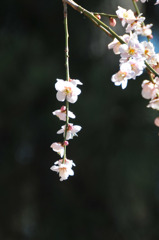 梅の花ダイビング