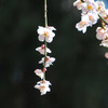 梅の花ダイビング