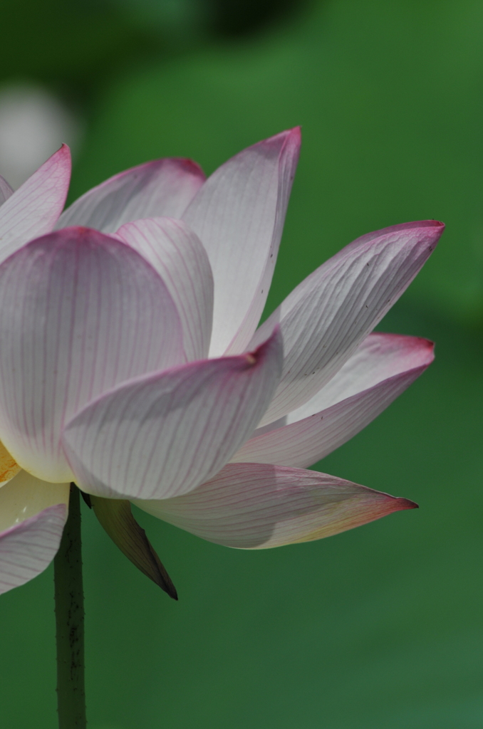 開花