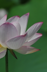 開花