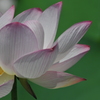 開花