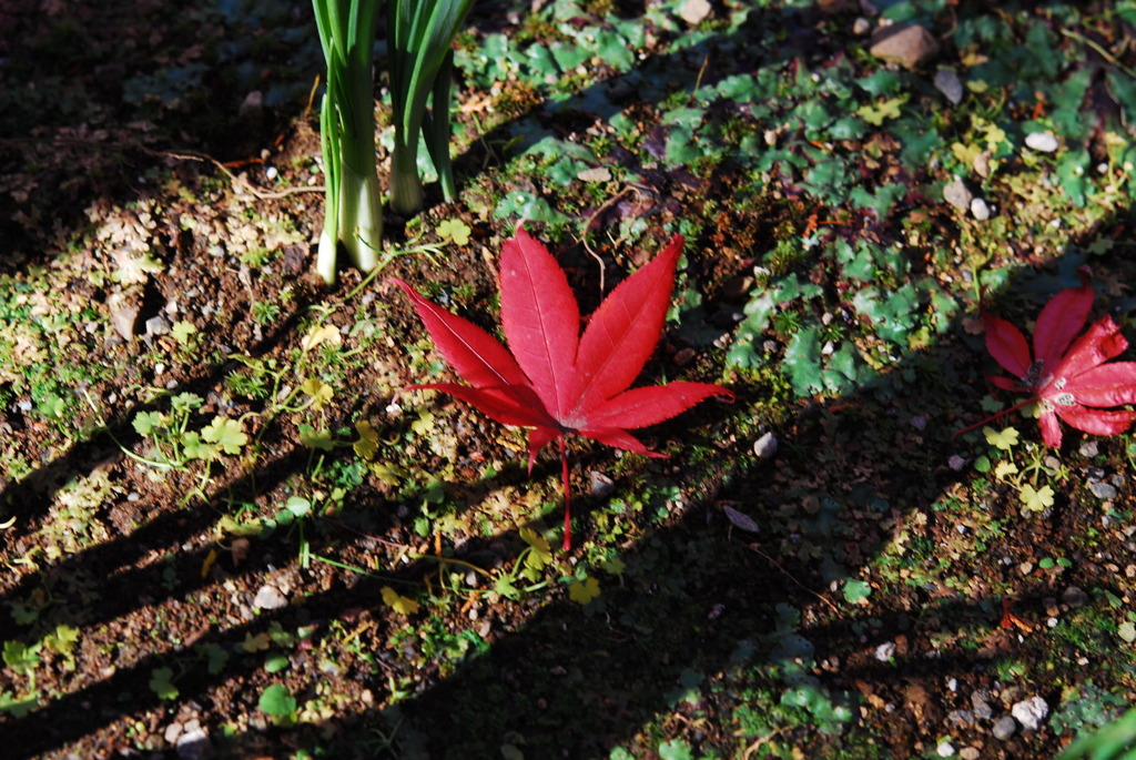 平林寺紅葉