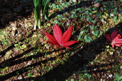 平林寺紅葉