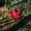 平林寺紅葉