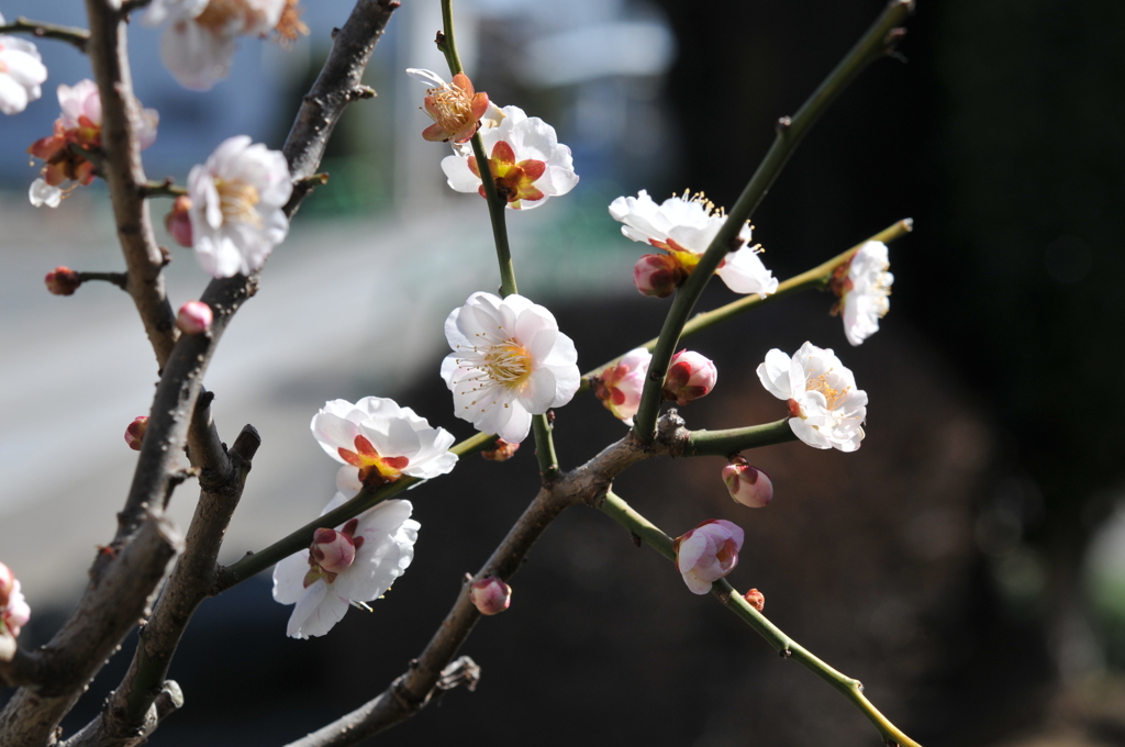 春爛漫
