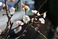 春爛漫