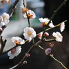 春爛漫