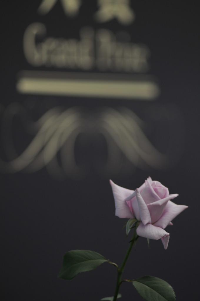 一輪の薔薇
