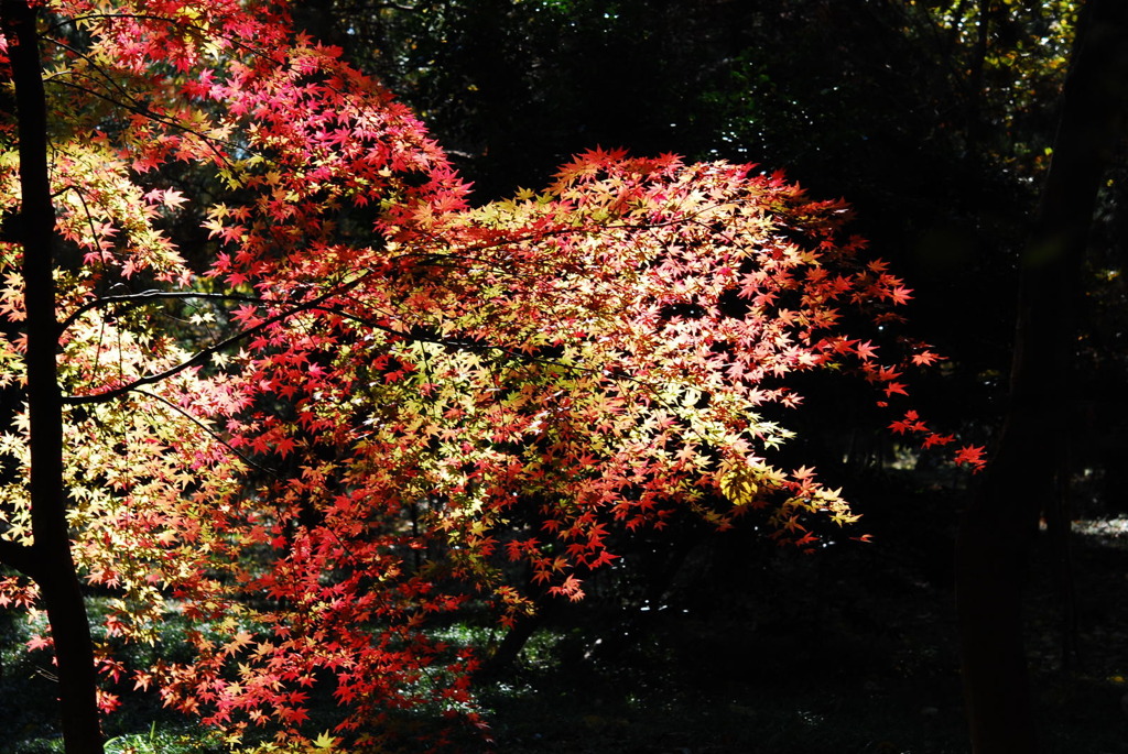 平林寺紅葉
