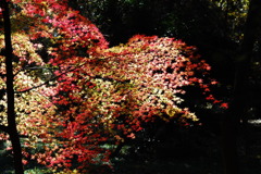 平林寺紅葉