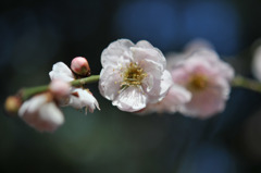 梅の花