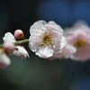 梅の花
