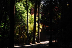 平林寺紅葉