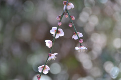 梅の花
