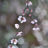 梅の花