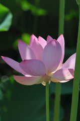 やっとの開花