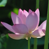 やっとの開花