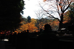 平林寺紅葉