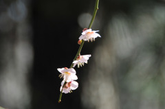 梅の花乱舞