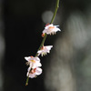 梅の花乱舞