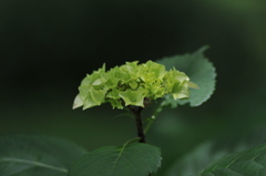 紫陽花