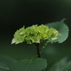 紫陽花