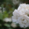 白薔薇(^｡^)