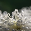 菊花展 其の十
