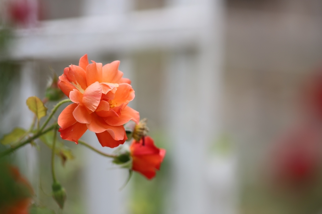 2018 薔薇 其の六
