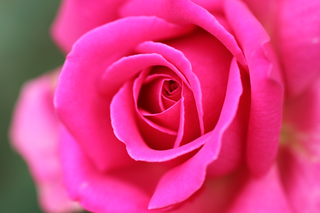 RoseⅠ