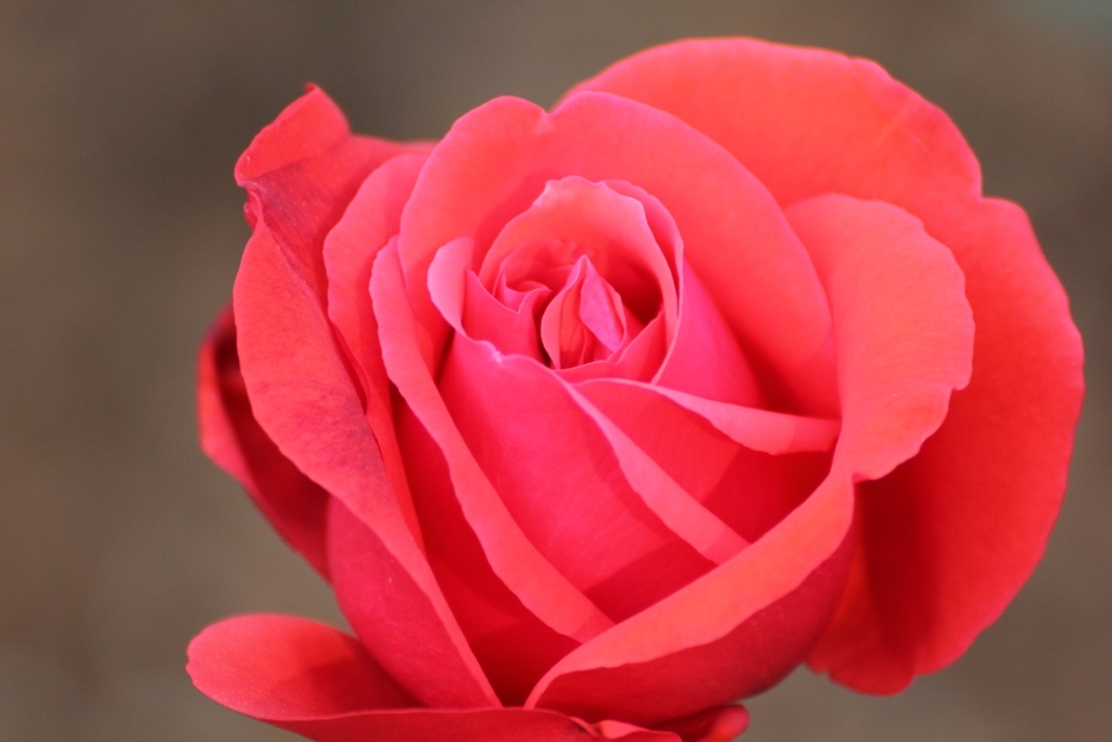 薔薇Vol.７