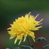 菊花展 其の八