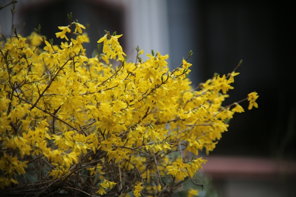 迎春花
