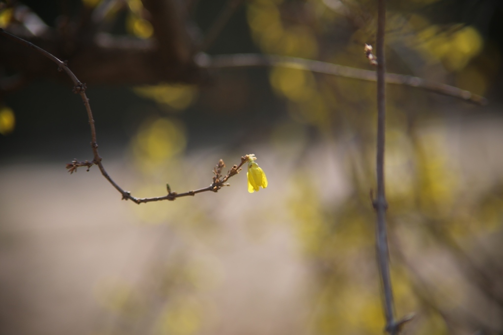 FD135mm F2.5 S.C.・・・③