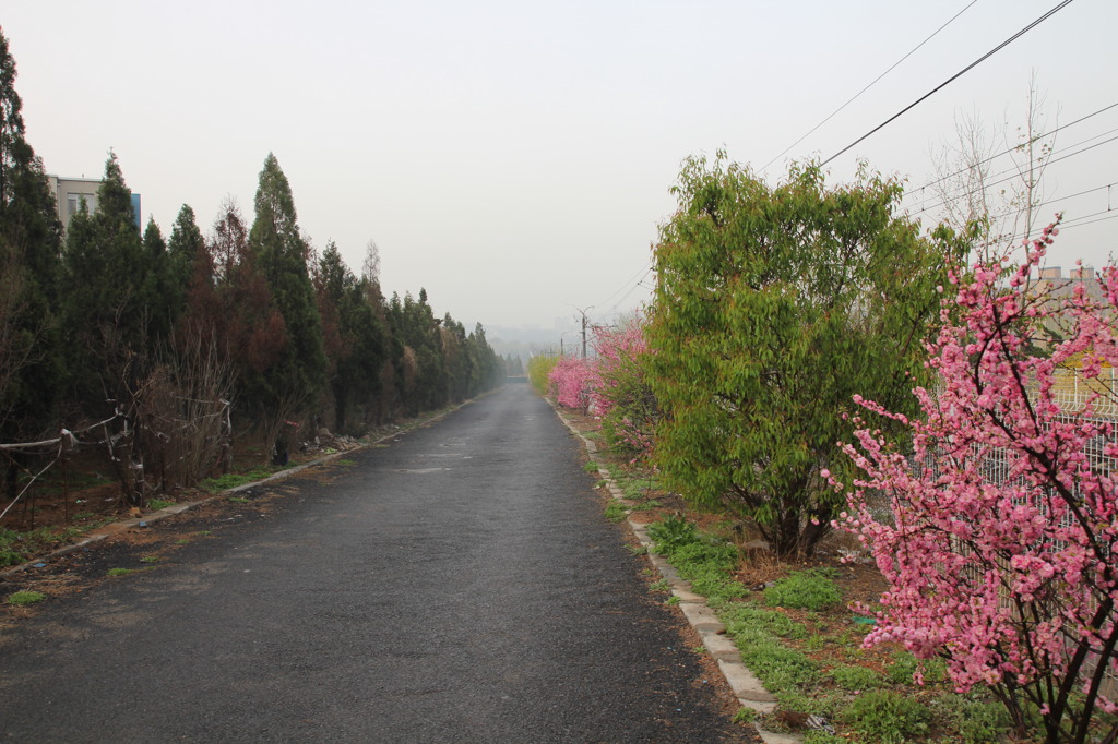 いつもの散歩路