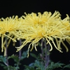 菊花展 其の六