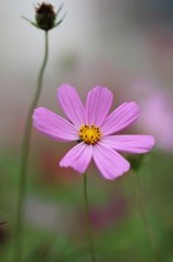 秋桜