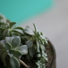 多肉植物 其の二
