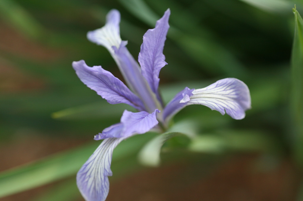 春の花々（Ⅶ）