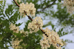 アカシアの花