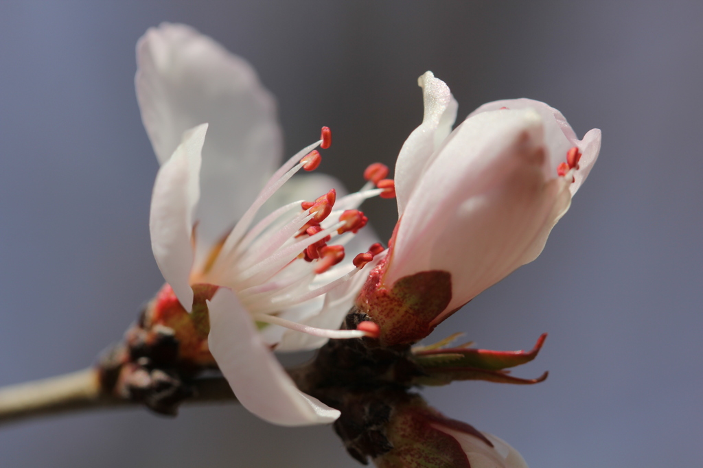 春爛漫
