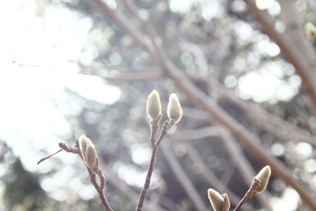 試写「蕾」